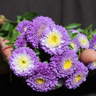Sommeraster Belstead Surpreme (Samen)