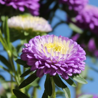 Sommeraster Belstead Surpreme (Samen)