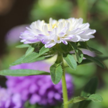 Sommeraster Belstead Surpreme (Samen)