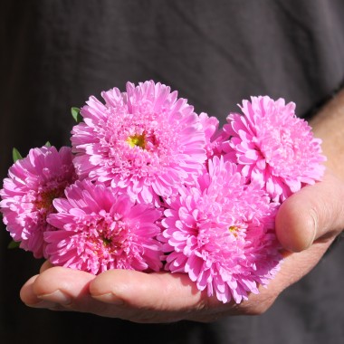 Sommeraster Bouquet Rose (Samen)