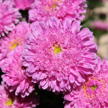 Sommeraster Bouquet Rose (Samen)