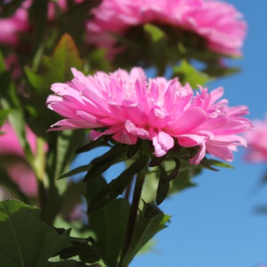 Sommeraster Bouquet Rose (Samen)