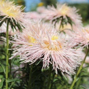 Sommeraster Chamois Needle (Samen)