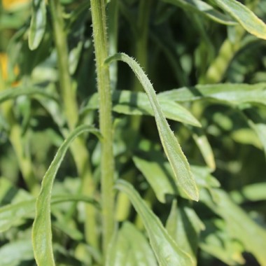 Sommeraster Chamois Needle (Samen)