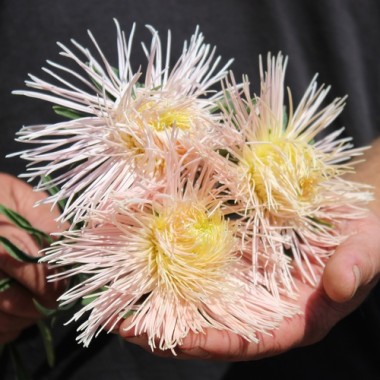 Sommeraster Chamois Needle (Samen)