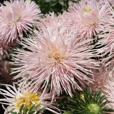Sommeraster Chamois Needle (Samen)