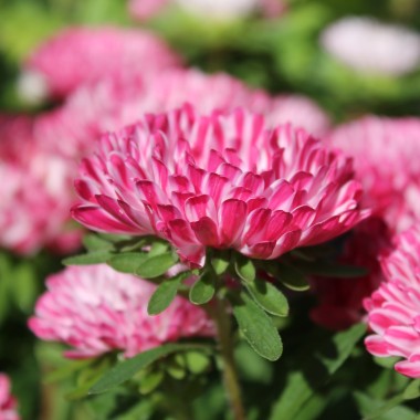 Sommeraster Contraster pink-white (Samen)