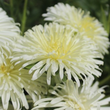 Sommeraster Creamy Yellow Ostrich (Samen)