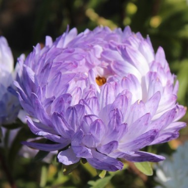Neu! Sommeraster Duchesse Blue and White (Samen)