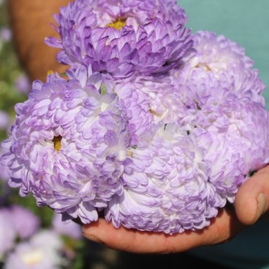 Neu! Sommeraster Duchesse Blue and White (Samen)