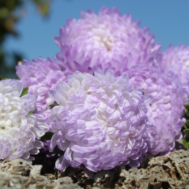 Neu! Sommeraster Duchesse Blue and White (Samen)