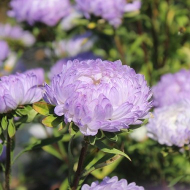 Neu! Sommeraster Duchesse Blue and White (Samen)
