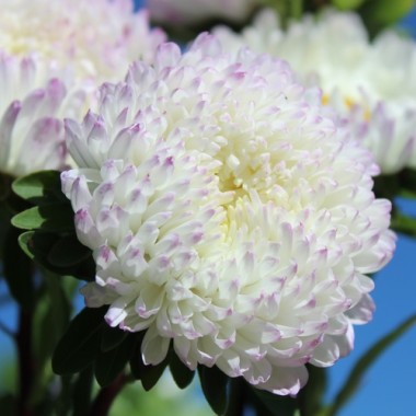 Sommeraster Duchesse Rose and White (Samen)