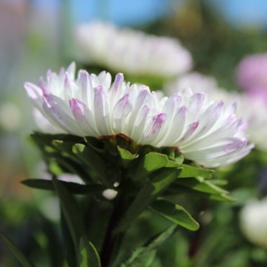Sommeraster Duchesse Rose and White (Samen)