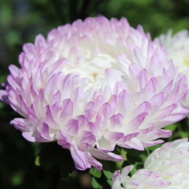 Sommeraster Duchesse Rose and White (Samen)
