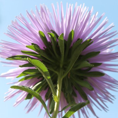 Sommeraster Giant Ray Silvery Blue (Samen)