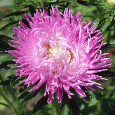 Sommeraster Tiger Paw White Lilac Tip (Samen)