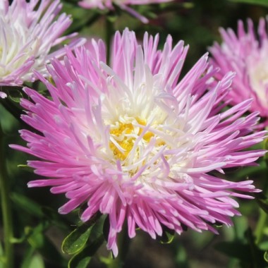 Sommeraster Tiger Paw White Lilac Tip (Samen)