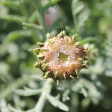 Sommermargerite Dunnetti Mix (Samen)