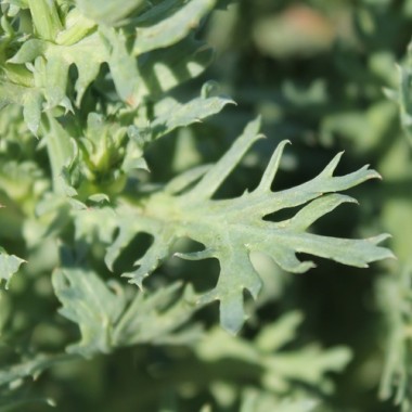 Sommermargerite El Dorado (Samen)
