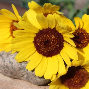 Sommermargerite El Dorado (Samen)
