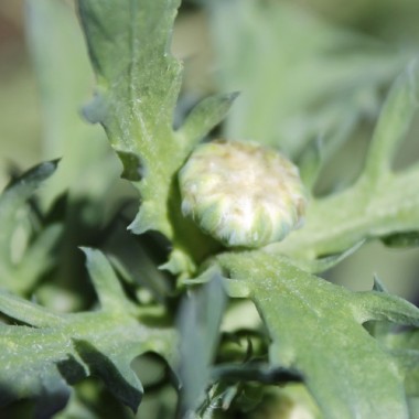 Sommermargerite El Dorado (Samen)