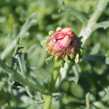 Sommermargerite Rainbow Mix (Samen)