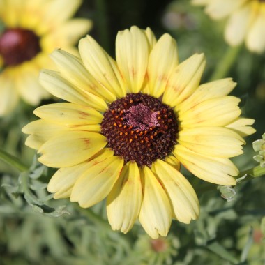 Sommermargerite Rainbow Mix (Samen)