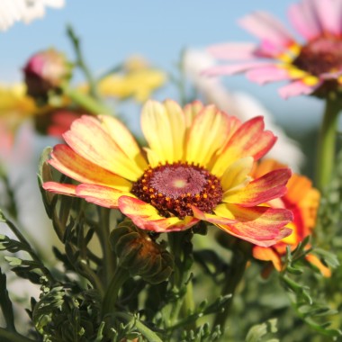 Sommermargerite Rainbow Mix (Samen)