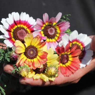 Sommermargerite Rainbow Mix (Samen)