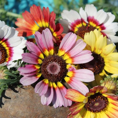 Sommermargerite Rainbow Mix (Samen)
