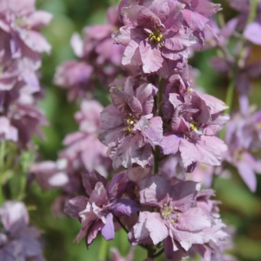 Sommerrittersporn Misty Lavender (Samen)