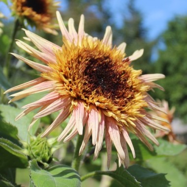 Sonnenblume Astra Rose (Samen)