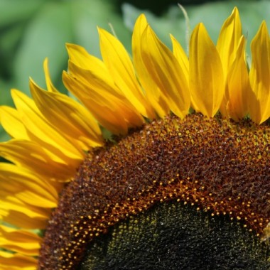 Sonnenblume Maya (Samen)
