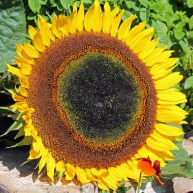 Sonnenblume Maya (Samen)