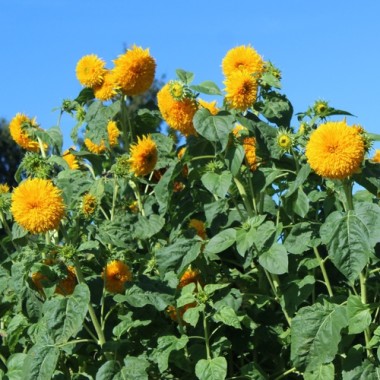 Neu! Sonnenblume Orange Sun Tall (Samen)