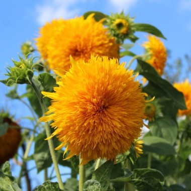 Neu! Sonnenblume Orange Sun Tall (Samen)