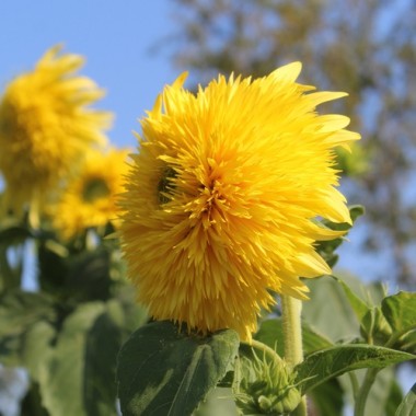 Neu! Sonnenblume Tall Lemon Sungold (Samen)