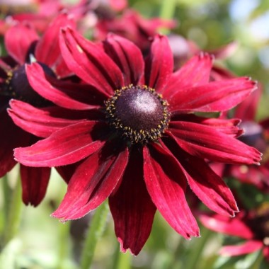 Sonnenhut Cherry Brandy (Samen)
