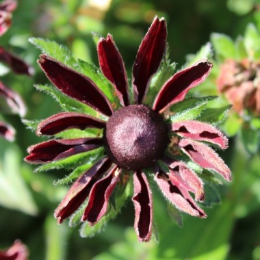 Sonnenhut Cherry Brandy (Samen)