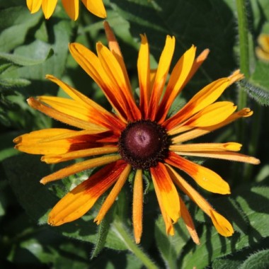 Neu! Sonnenhut Chim Chiminee (Samen)