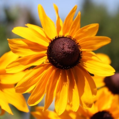 Sonnenhut Marmelade (Samen)