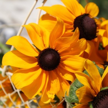 Sonnenhut Marmelade (Samen)