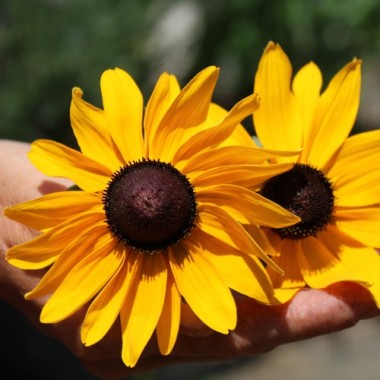 Sonnenhut Marmelade (Samen)