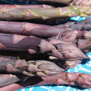 Spargel Violetto (Samen)
