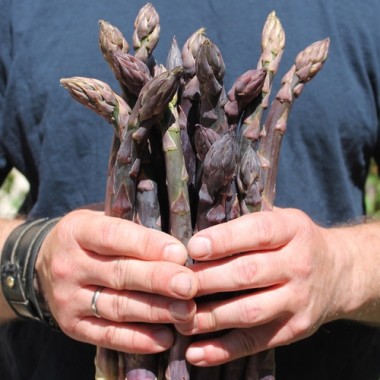 Spargel Violetto (Samen)