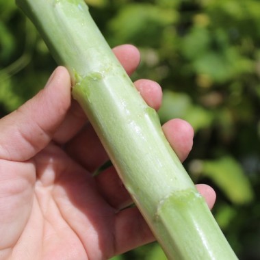 Neu! Spargelsalat Pointed Taiwan Sword (Samen)