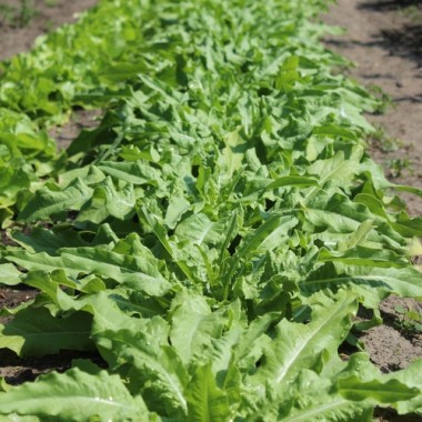Spargelsalat Wo Sun (Samen)