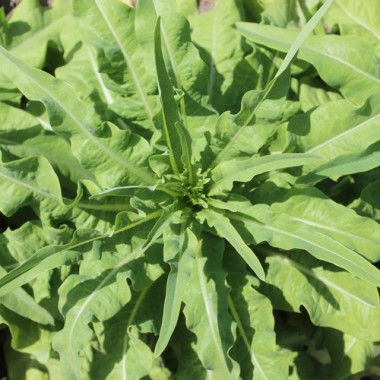 Spargelsalat Wo Sun (Samen)