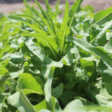 Spargelsalat Wo Sun (Samen)